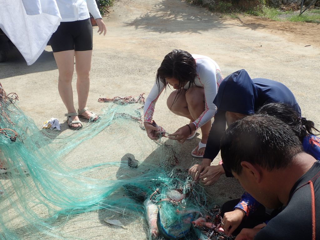 追い込み漁で網にかかった魚を一匹ずつはずす