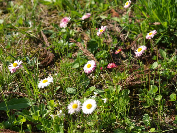 真山神社の境内
