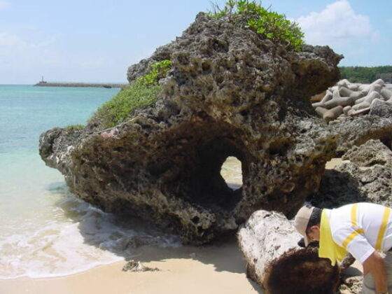 アマウナハーブ