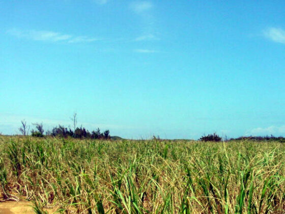 サトウキビ畑