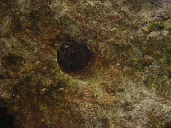 洞窟入り口の天井にあるのアマウナハーブ 写真は下から撮ったところ