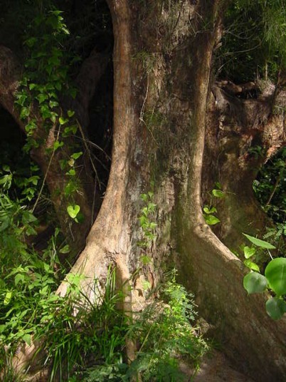 モクマオウの板根