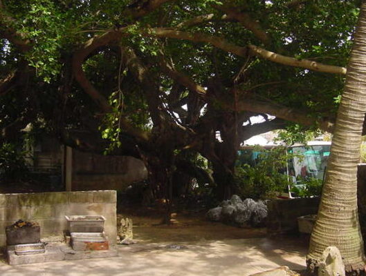 漲水御嶽のガジュマルの木