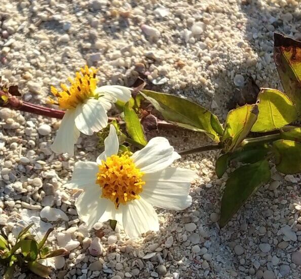 砂地に咲いた花