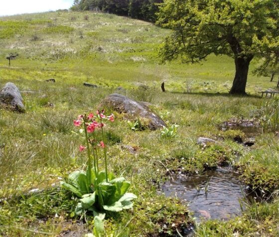 旧御射山遺跡のそばの小川のほとりに佇むクリンソウ