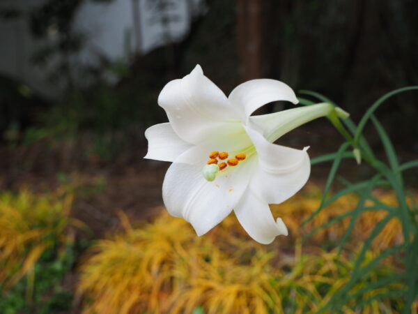 百合の花