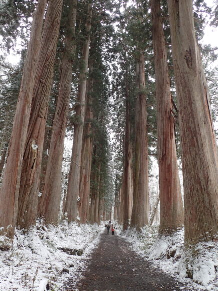 戸隠神社奥社につづく杉木立