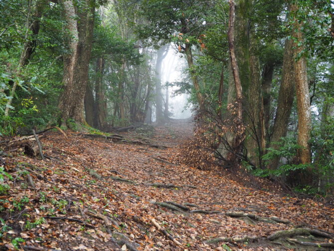 奥宮に続く道、霧がでてきた２０２４．１２