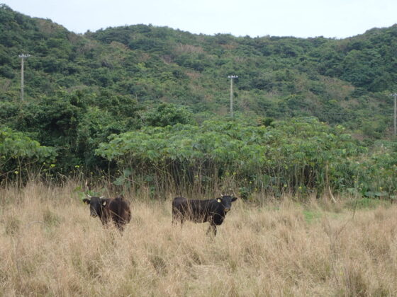 牛がいる。与那国島