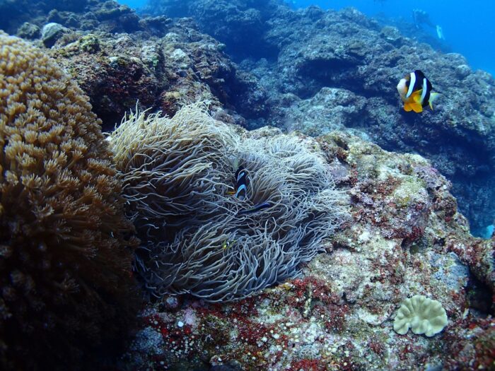 伊平屋島ダイビングにも