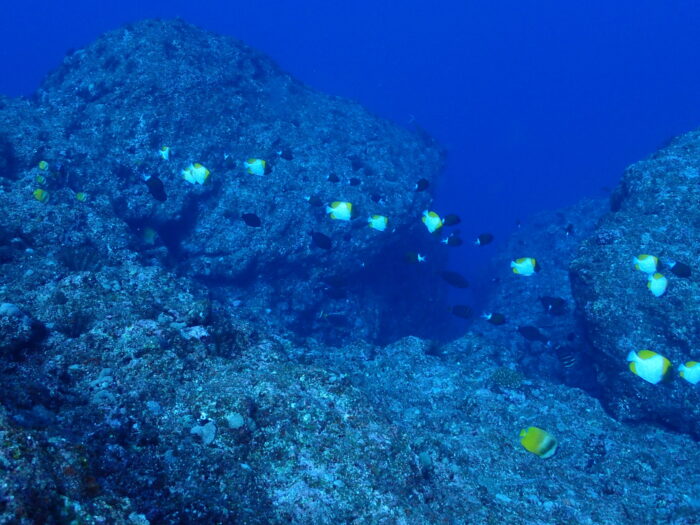 伊平屋ダイビングちょうちょううお