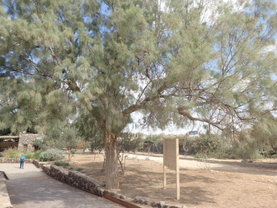 魂の力との能力は比例するか