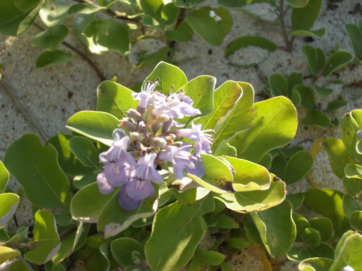伊平屋島の海岸に咲いていた花